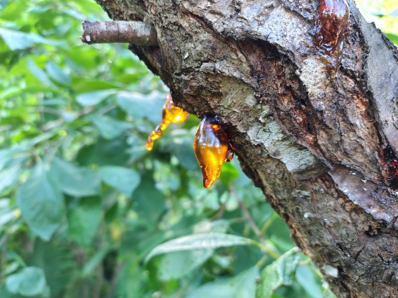 Sap Flow Problems Cause Messy Bleeding