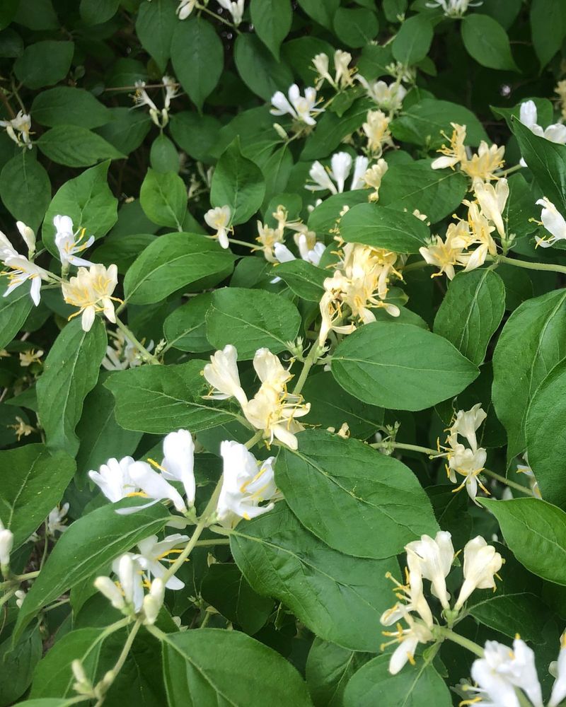 Bush Honeysuckle