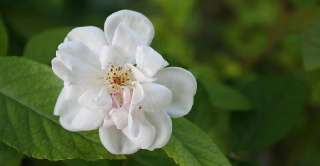 Winter Is The Best Time To Remove These Invasive Plants In Tennessee