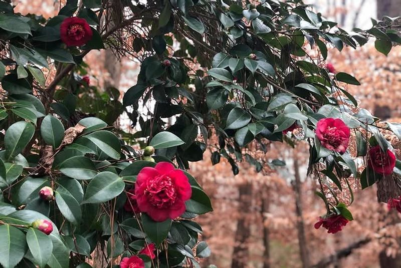 Camellias Provide Elegant Winter Sophistication