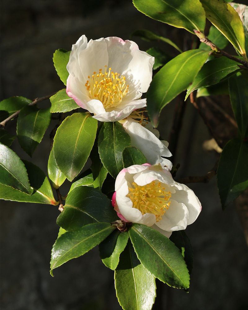 Camellias (Camellia Japonica And Camellia Sasanqua)