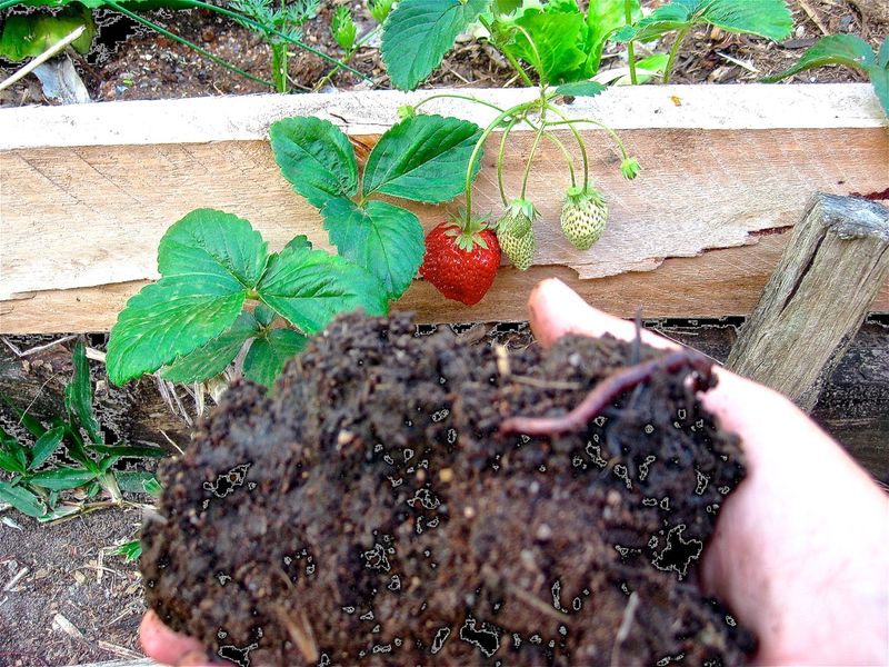 Keeps Soil Biology Active During Dormant Season