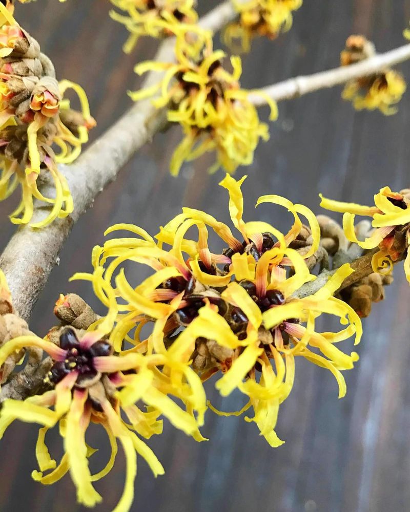 Witch Hazel Blooms When Everything Else Sleeps