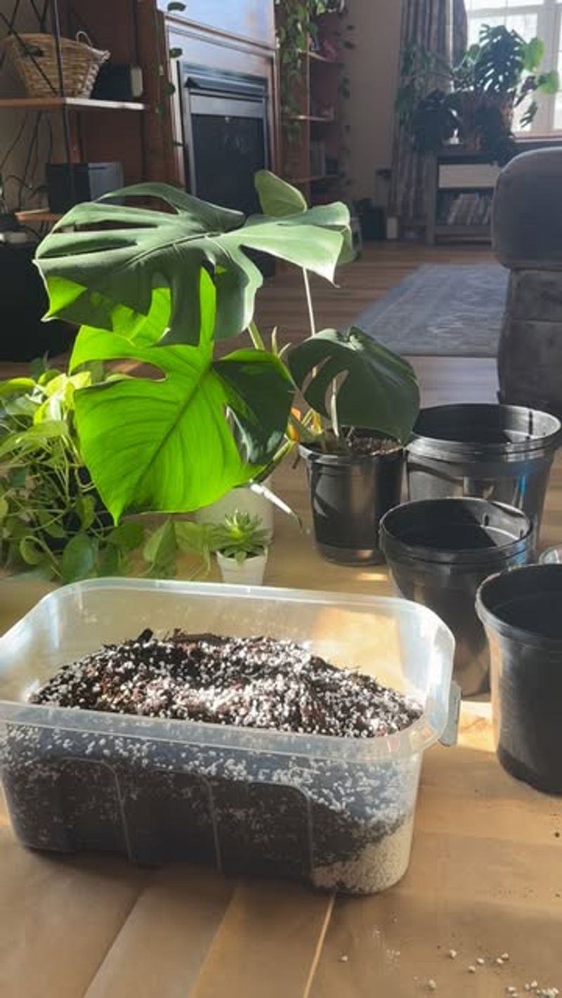 Proper Drainage Prevents Overwatering Damage