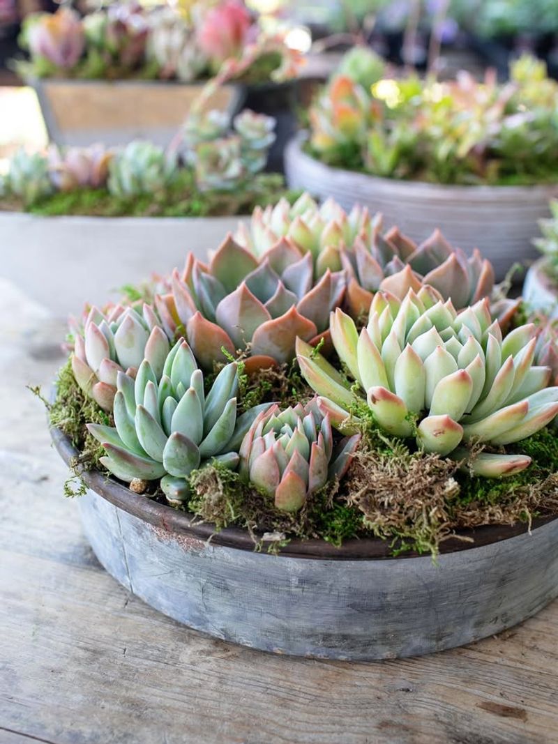 Succulent Arrangements Require Minimal Stress