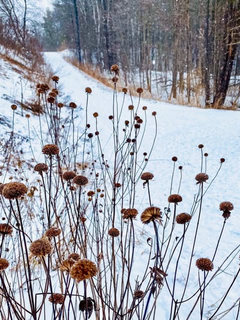 Leave Plant Stems Standing Through Winter