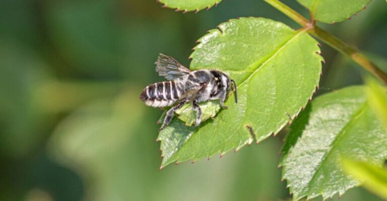 bee on leaf