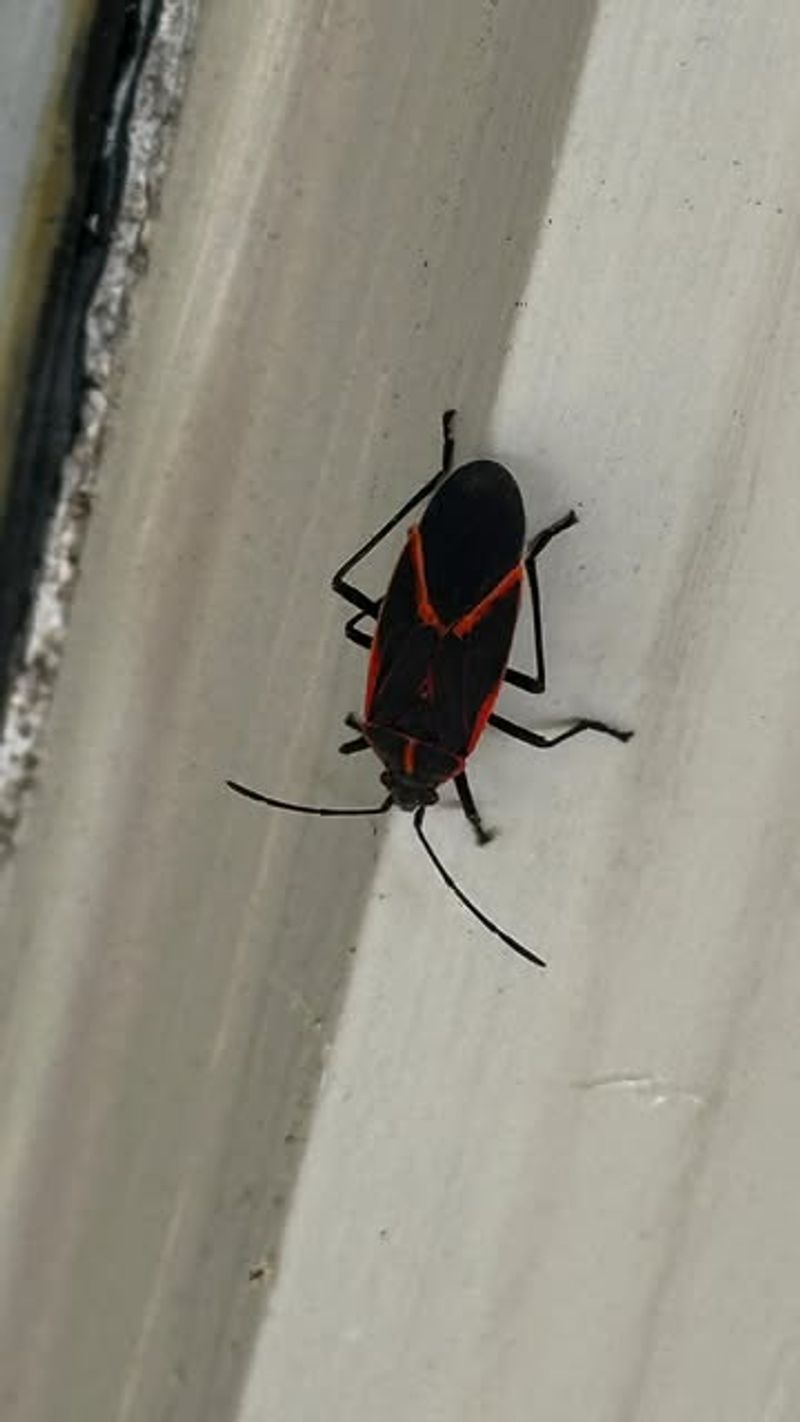 They Pose No Real Threat