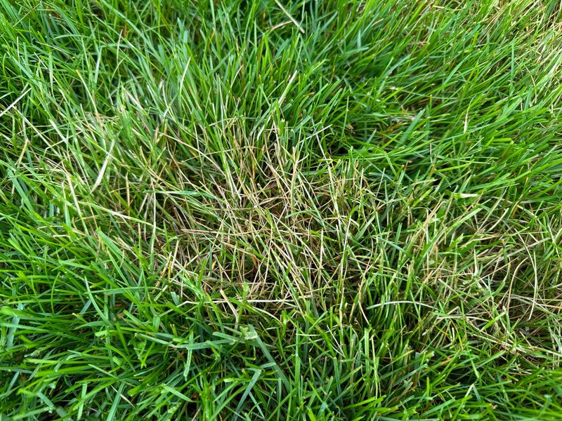 Traffic Damage Causes Permanent Bare Spots