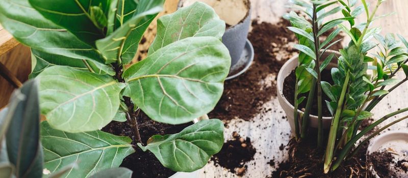 A Colorado Cure For Overwatered Winter Houseplants