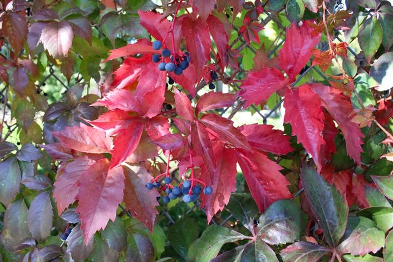 Virginia Creeper
