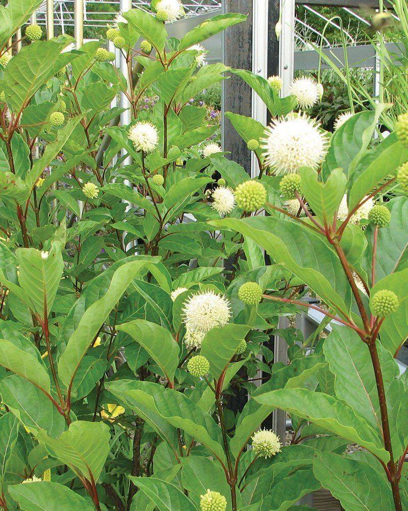 Buttonbush