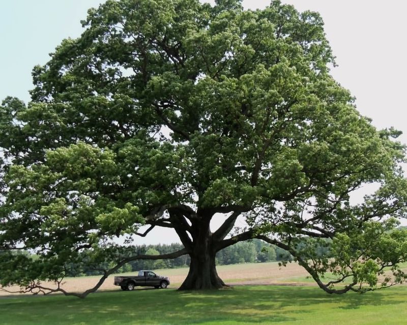 Oak Trees