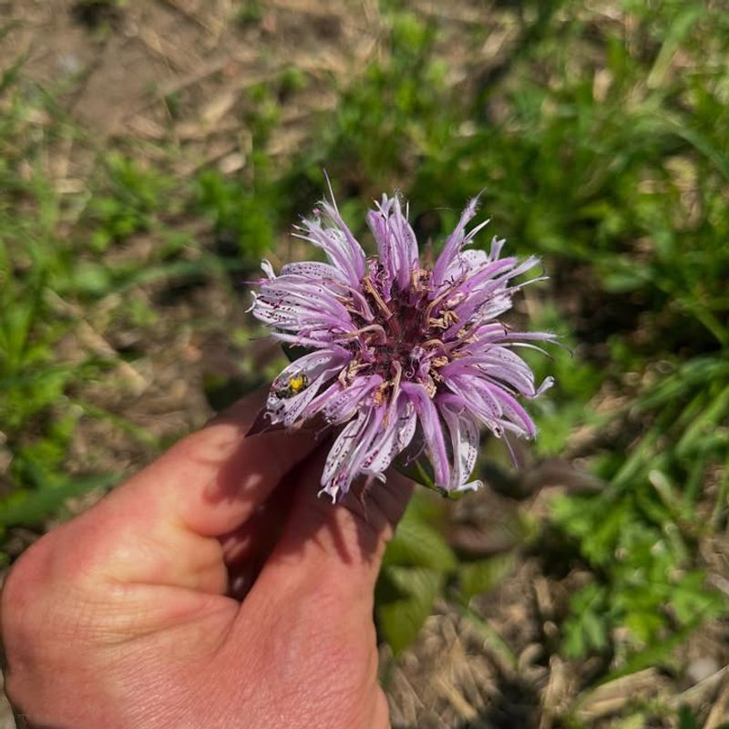 Eastern Red Cedar (Juniperus Virginiana)