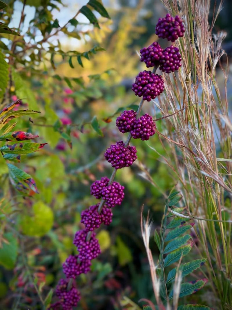 Beautyberry (Callicarpa Americana)