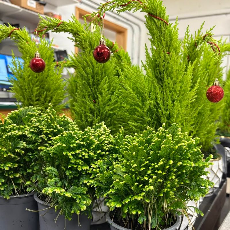 Evergreen Ferns Create Lush Green Backdrops