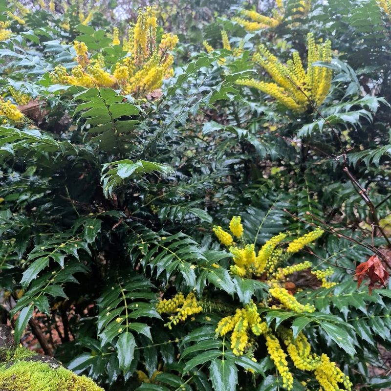Mahonia Displays Fragrant Yellow Flower Clusters