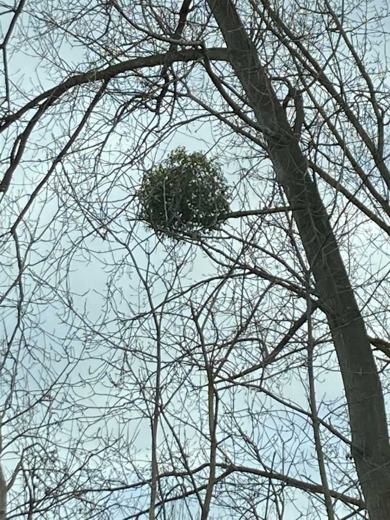 Bird Nest Made Of Leaves And Twigs