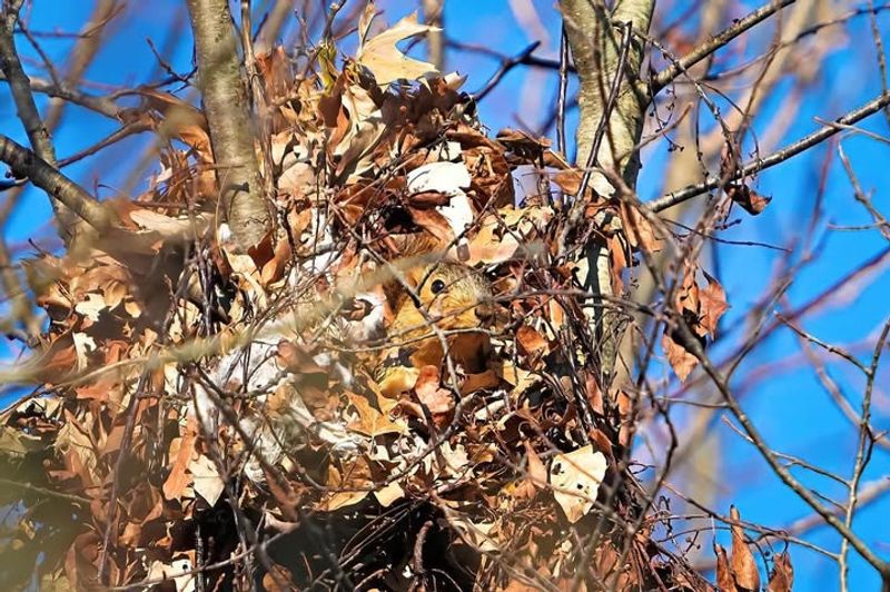 Old Leaf Pile Caught In Branch Forks