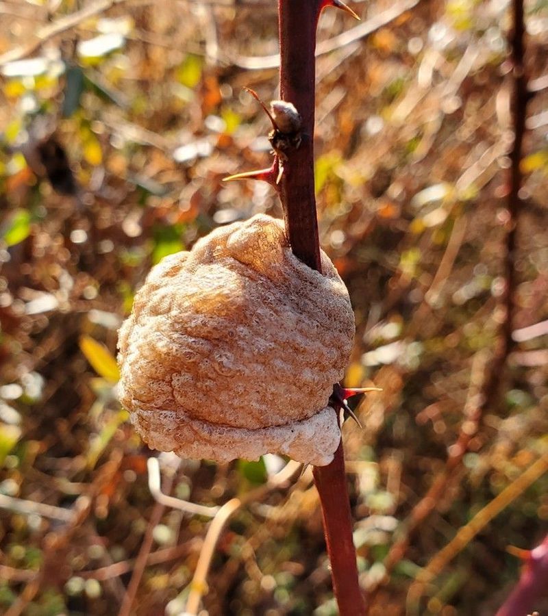 Praying Mantis Egg Case Attached To Branches