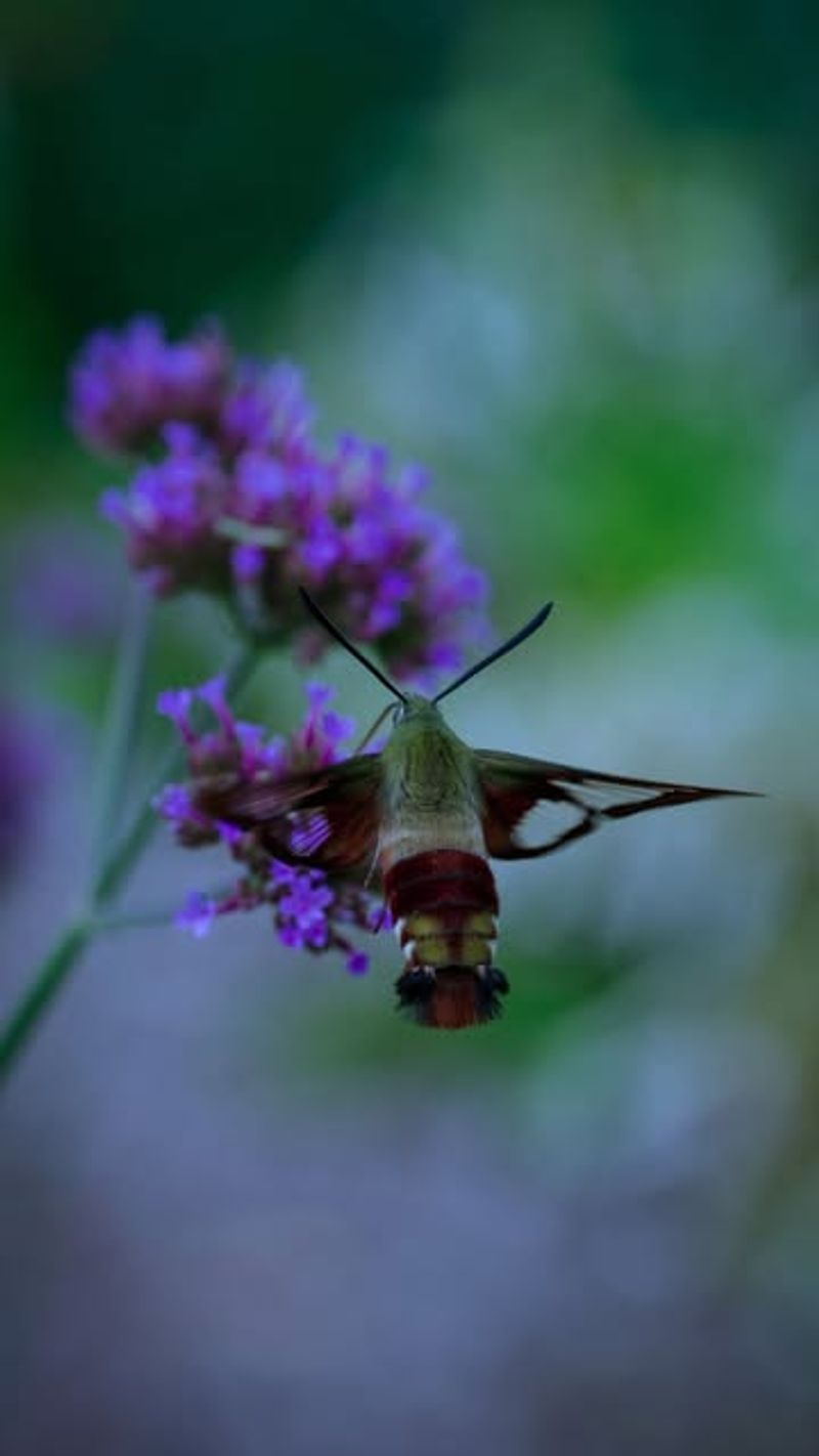Night-Blooming Plants Attract Moths
