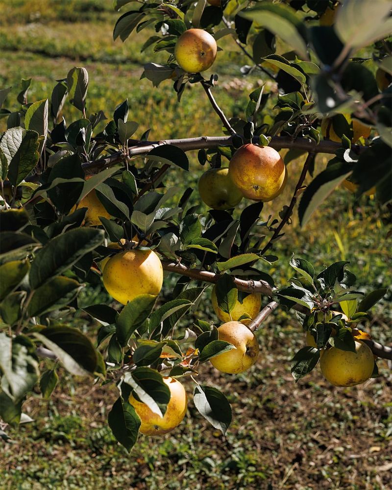 Ashmead's Kernel