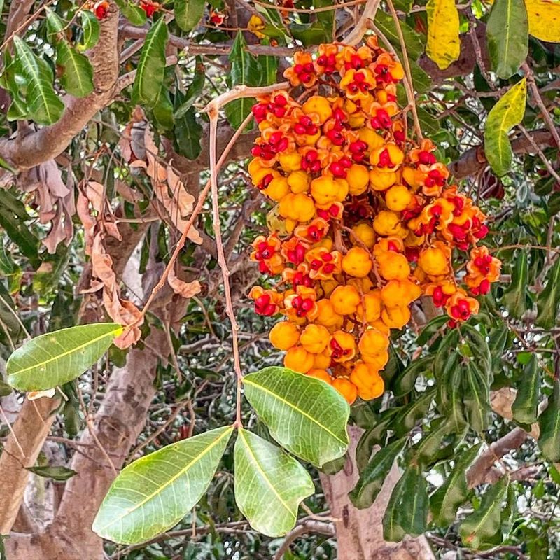 Carrotwood Tree (Cupaniopsis Anacardioides)