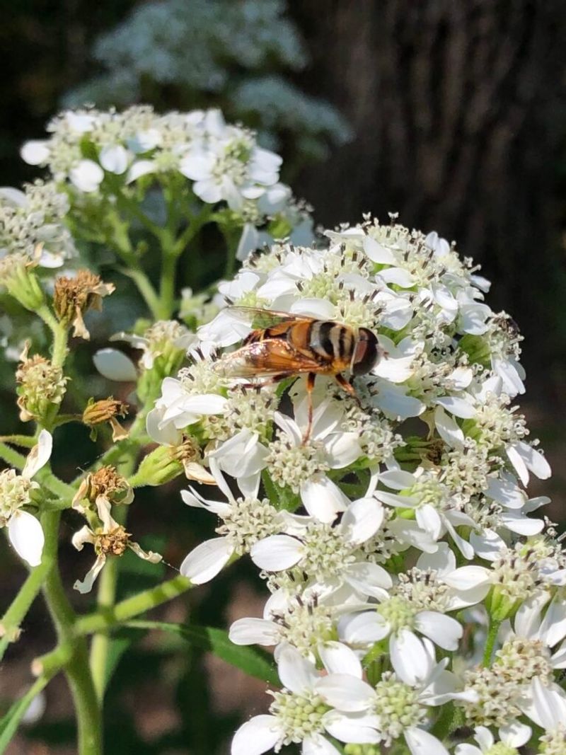 Wildlife Benefits Too