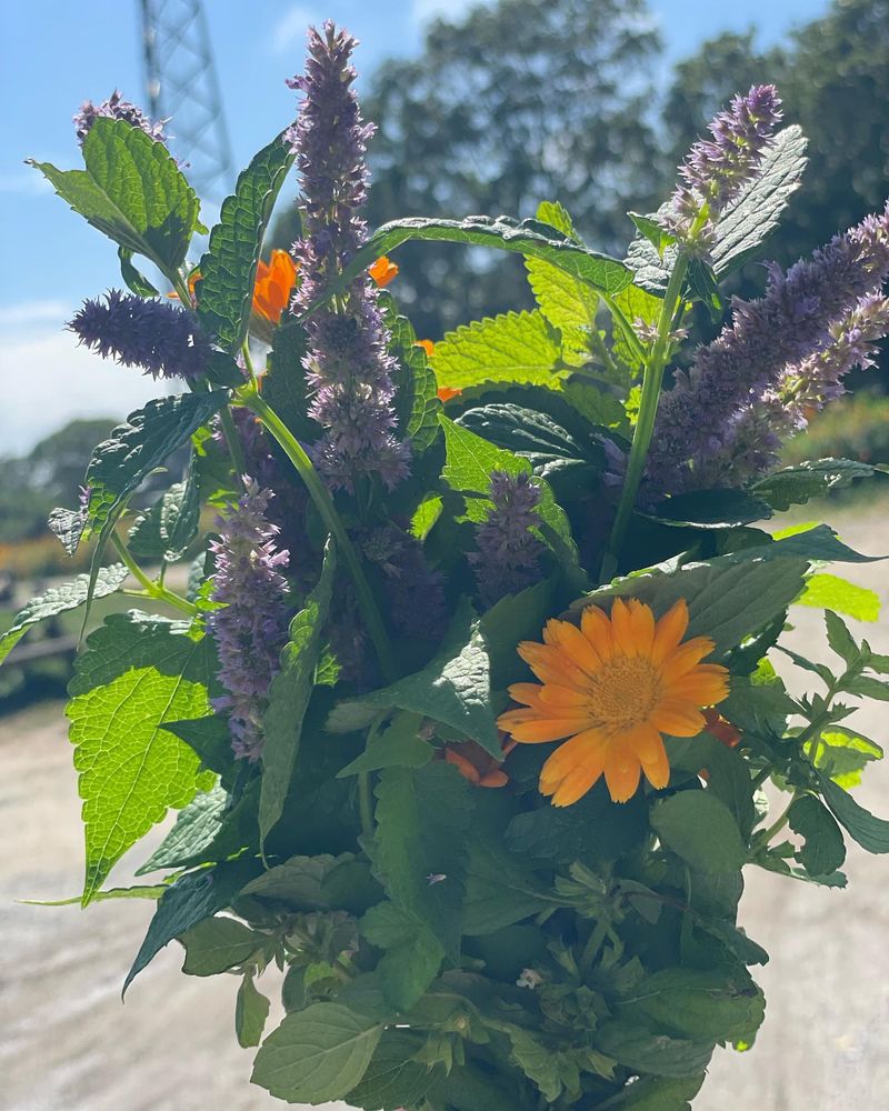 Martha's Vineyard Island Herb Retreat