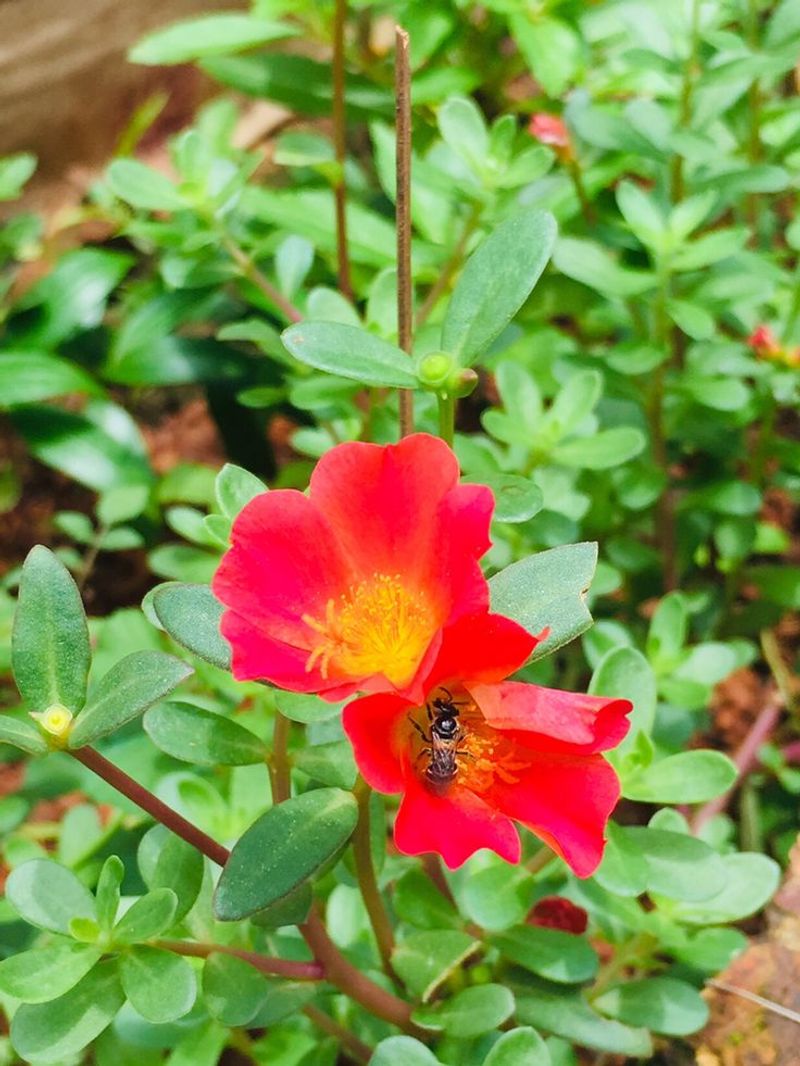 Attracts Pollinators To Your Garden