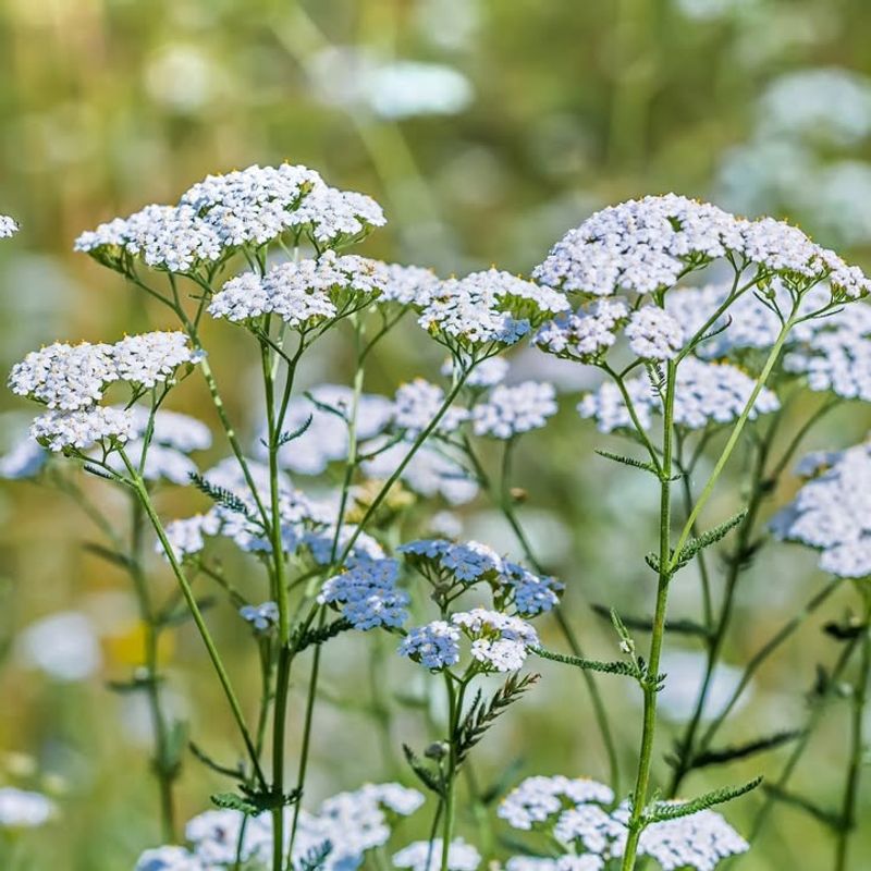 Spreads Naturally To Fill Empty Garden Spots