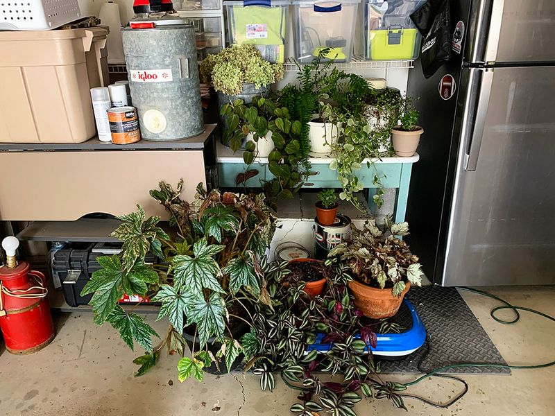 Move Planters To Sheltered Locations