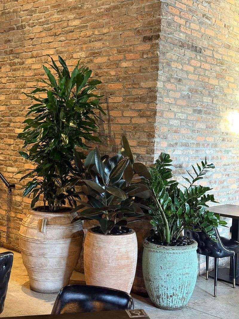 Move Planters to Sheltered Locations