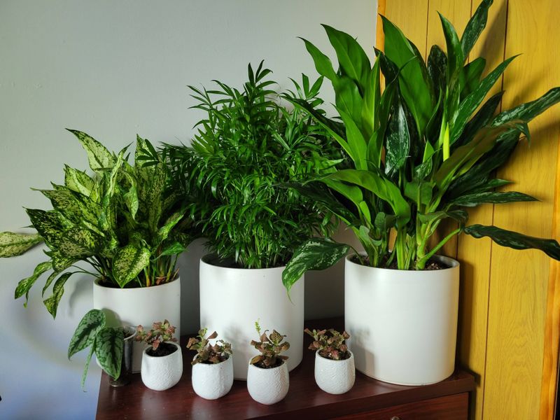 Group Plants Together For Mutual Warmth