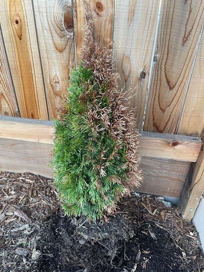 Ignoring Winter Burn On South-Facing Sides