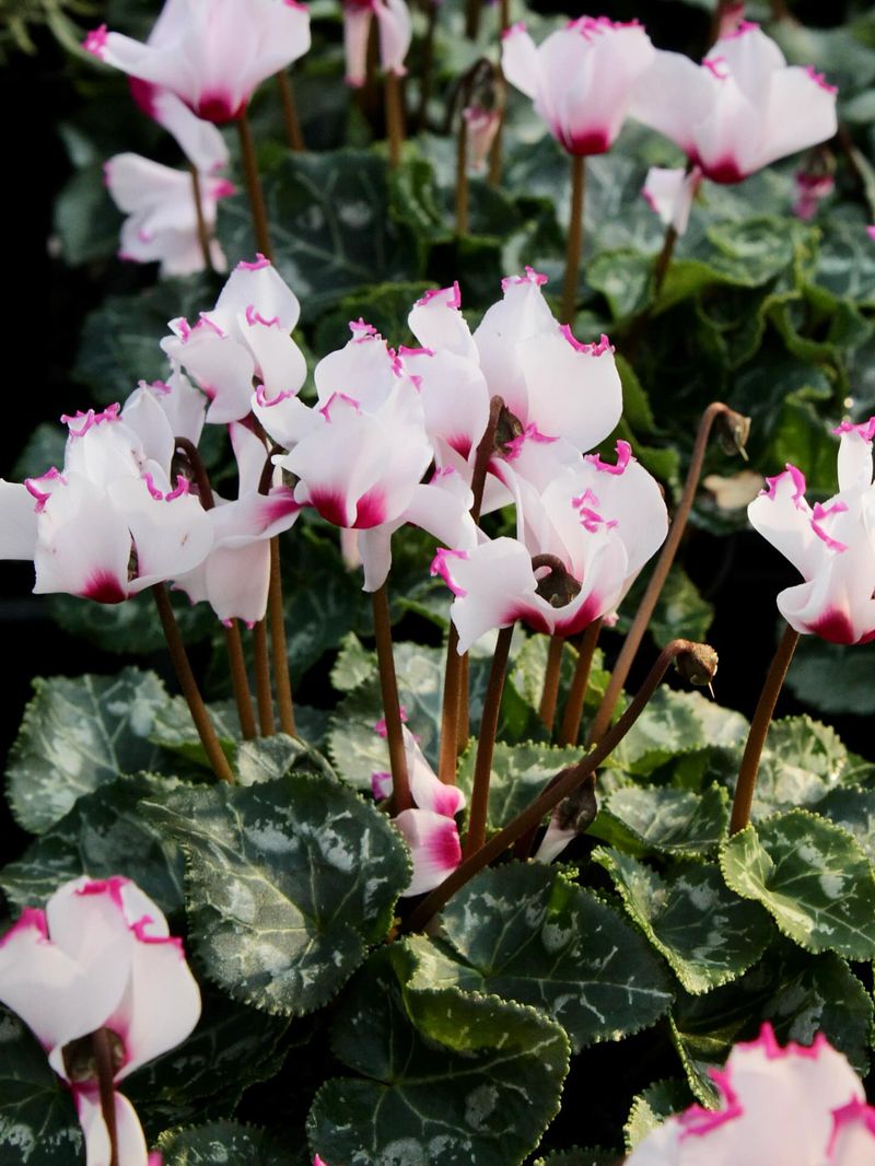 Cyclamen Plants for Indoor Color