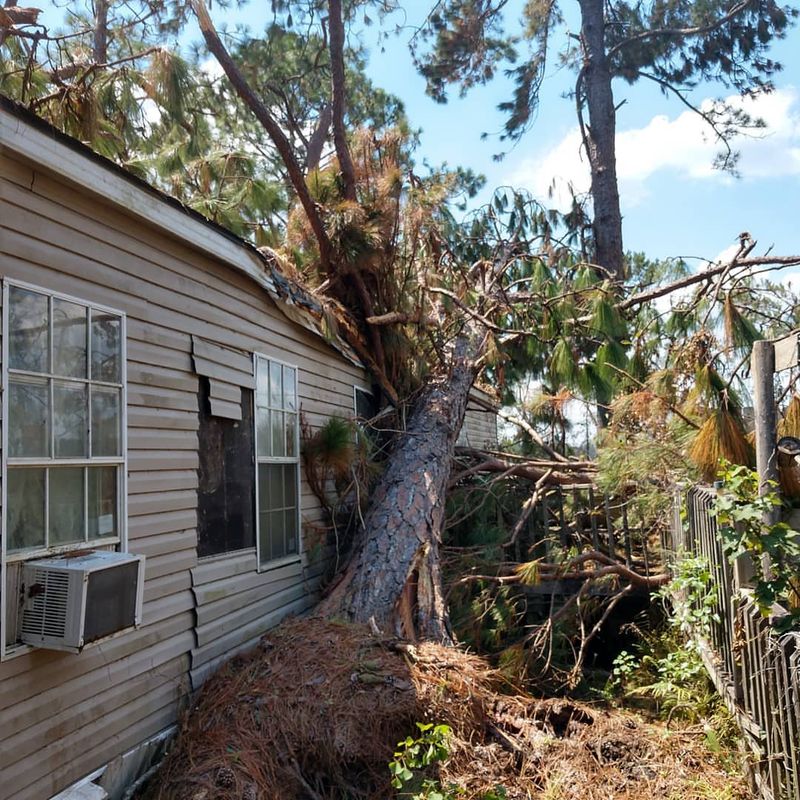 Homeowners Insurance May Cover Tree-Related Damage