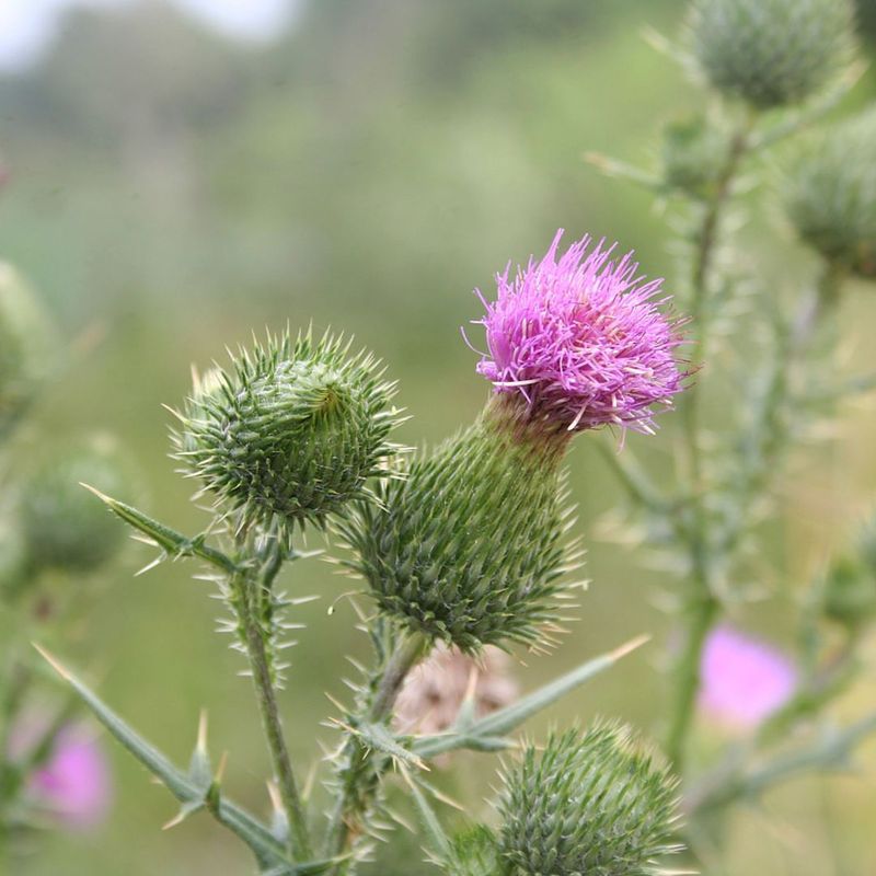 Noxious Weed Control Districts And Their Role