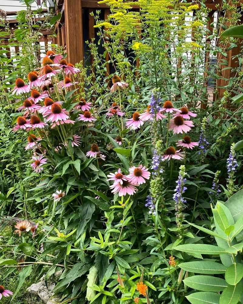 Pollinator Gardens Boost Biodiversity