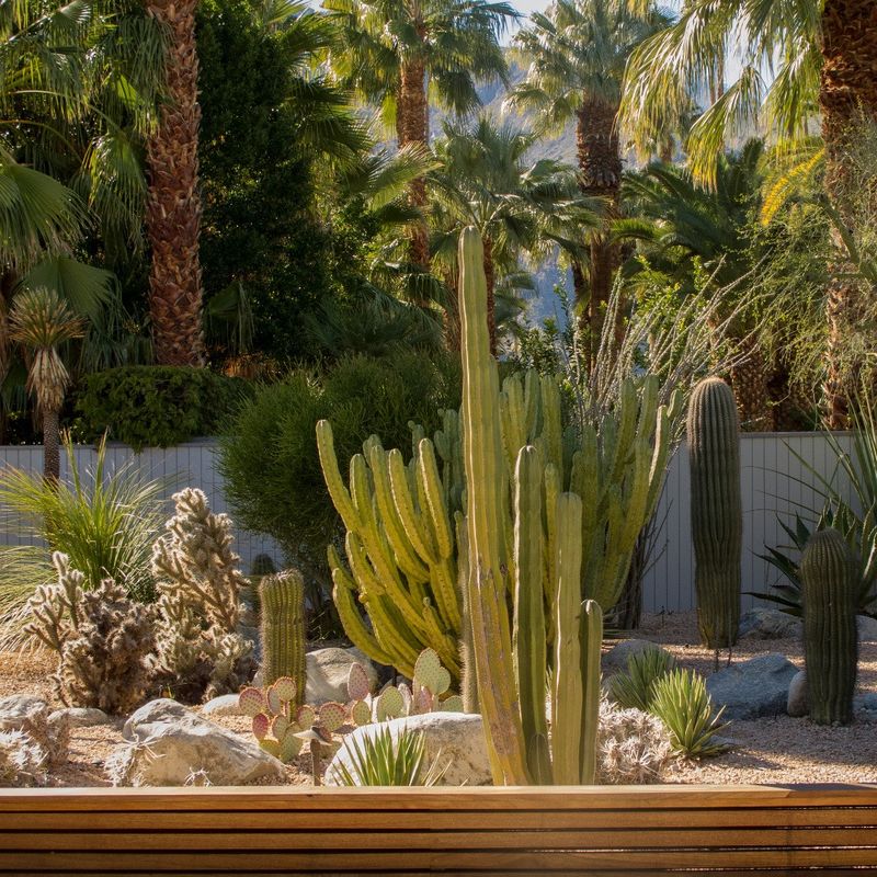 Succulent And Cactus Gardens