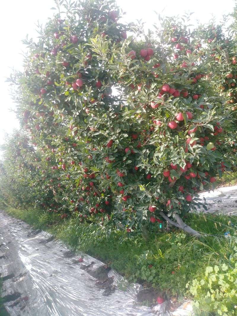 Yakima Valley Community Food Forest