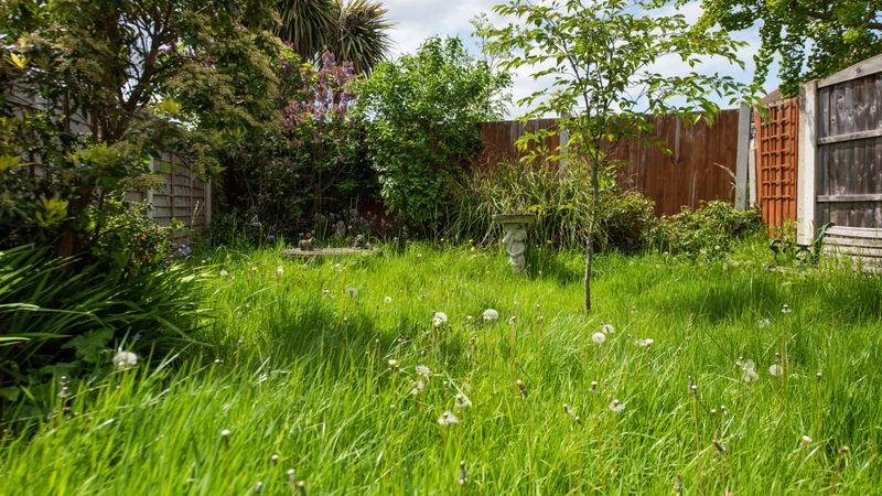 Overgrown Grass And Weeds Exceeding Local Height Limits