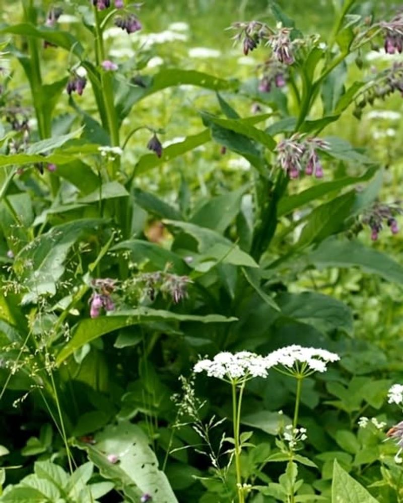 Comfrey (Symphytum Officinale)