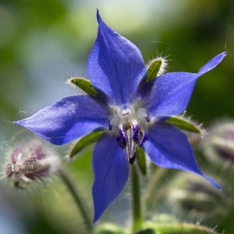 Borage (Borago Officinalis)