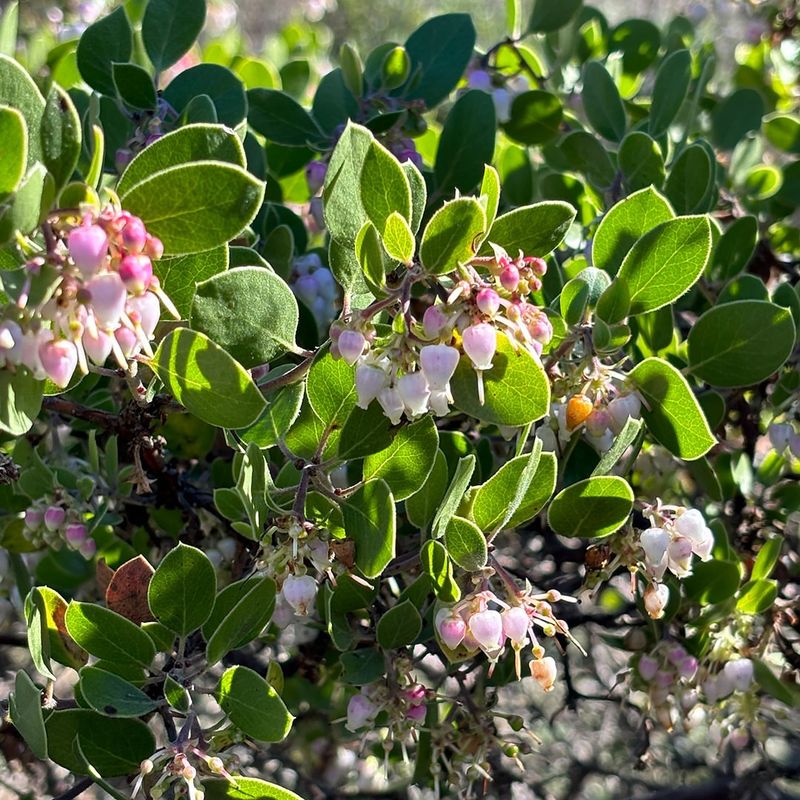 Manzanita (compact and hybrid varieties)