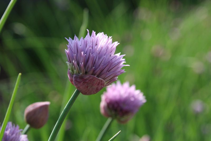 Chives Discourage Fungal Diseases
