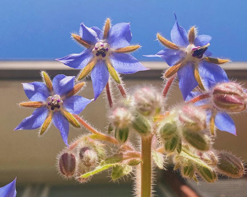Borage