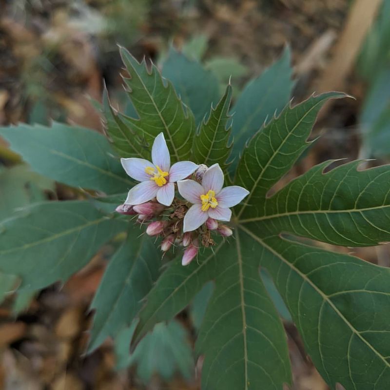 Environmental Benefits Beyond Water Conservation