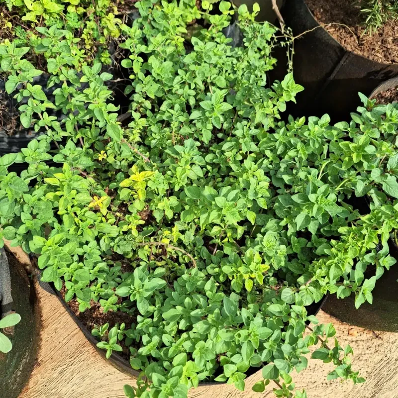 Low Maintenance Gardening Success