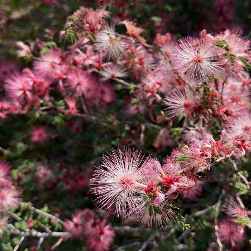 Pest Problems Practically Disappear